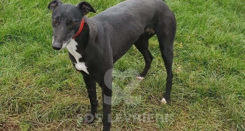 Star 2 Greyhound