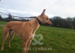 Steph 2 Greyhound