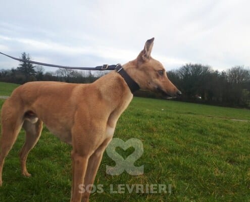 Steph 2 Greyhound