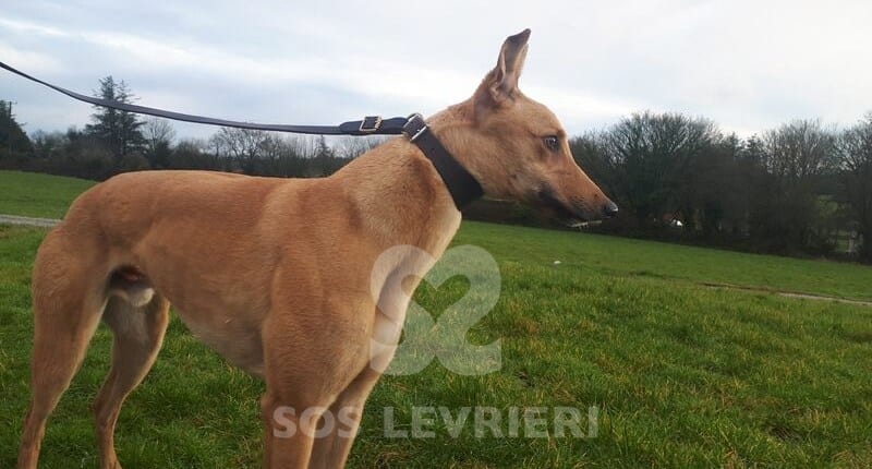 Steph 2 Greyhound