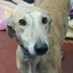 Amir Galgo