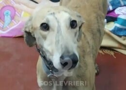 Amir Galgo