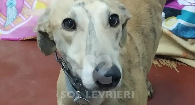 Amir Galgo