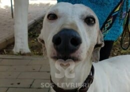 Amy 3 Galgo