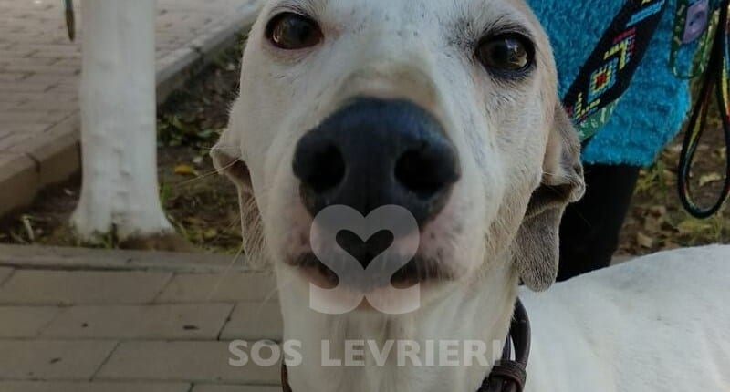 Amy 3 Galgo
