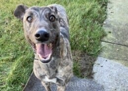 Anna 3 Greyhound