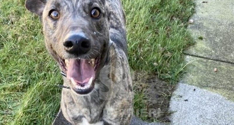 Anna 3 Greyhound