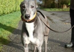 Colgan Greyhound