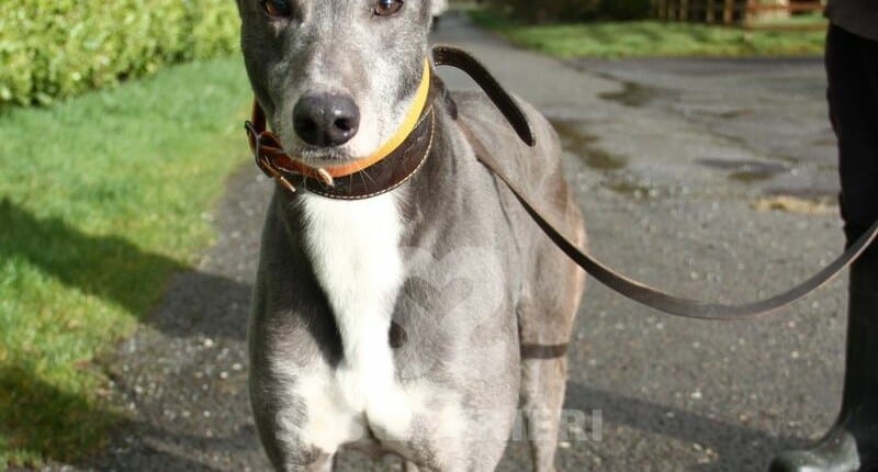 Colgan Greyhound