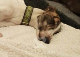 Holly 5 Greyhound