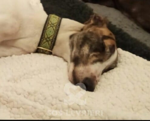 Holly 5 Greyhound