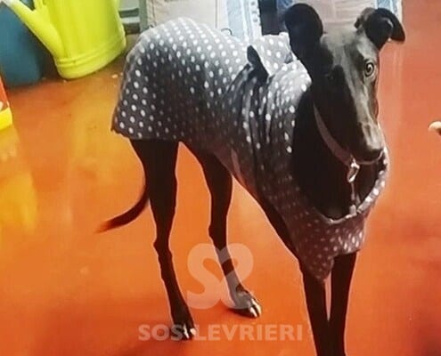 Kimera Galgo