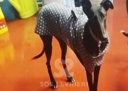Kimera Galgo
