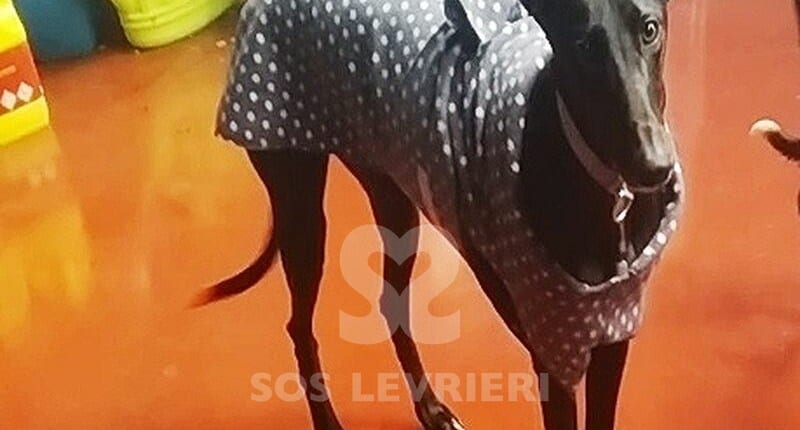 Kimera Galgo