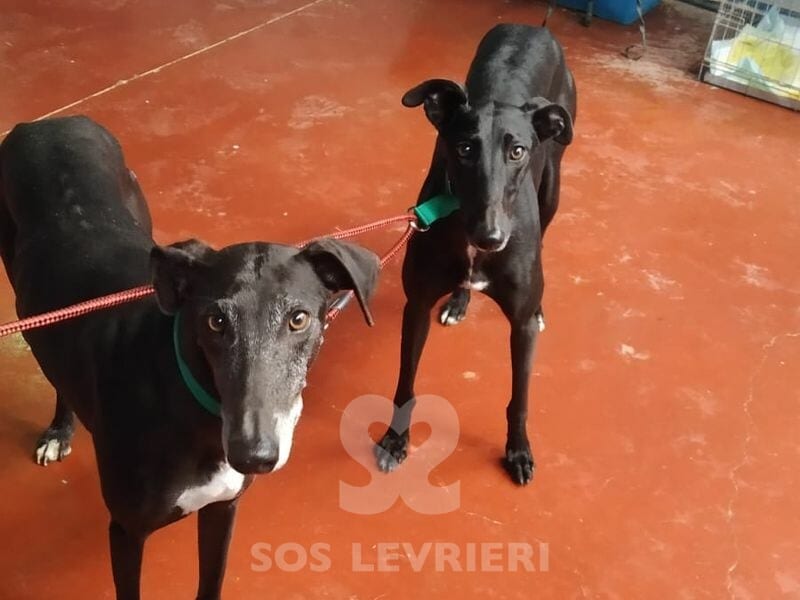 Kimera Galgo