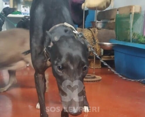 Kuro Galgo