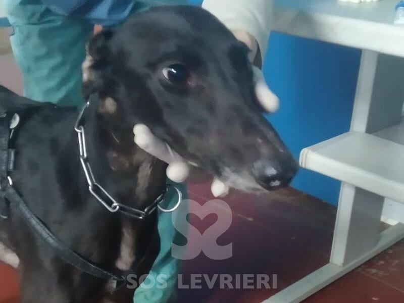Kuro Galgo