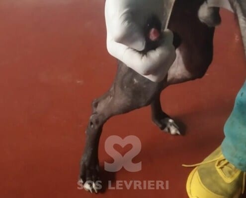Kuro Galgo