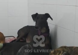 Kuro Galgo