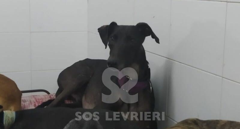 Kuro Galgo