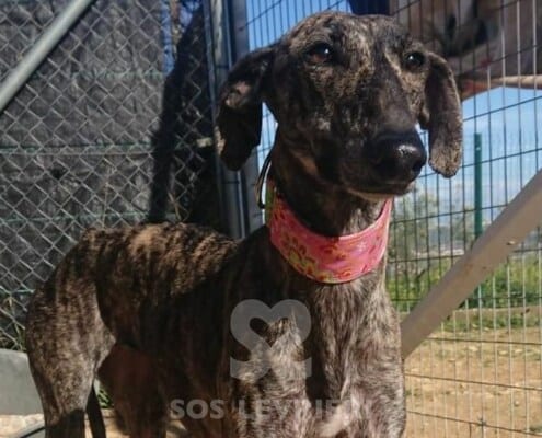 Menta Galgo