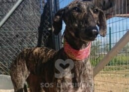 Menta Galgo