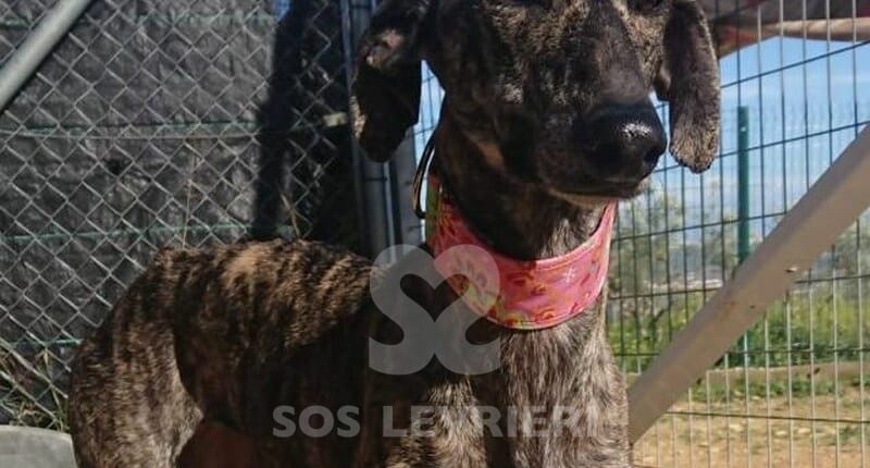 Menta Galgo