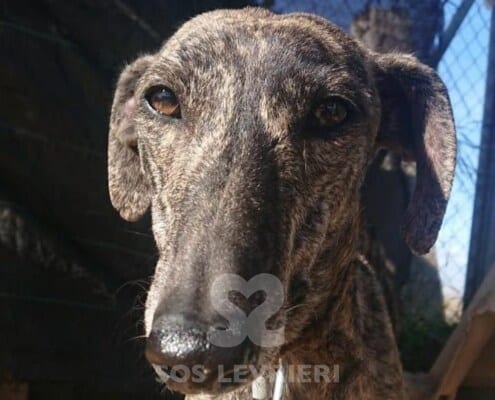 Menta Galgo