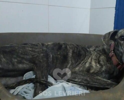 Menta Galgo