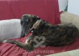 Mirta Galgo