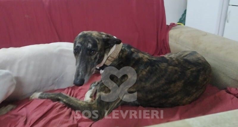 Mirta Galgo