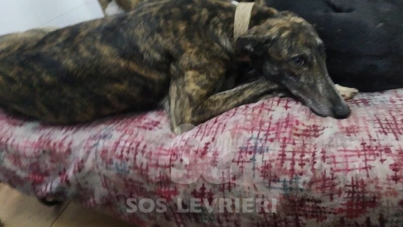 Mirta Galgo