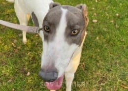 Perri Greyhound