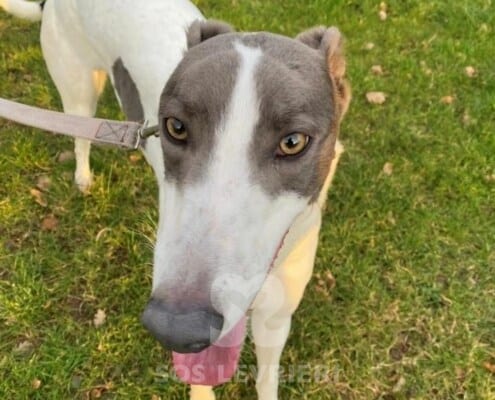 Perri Greyhound
