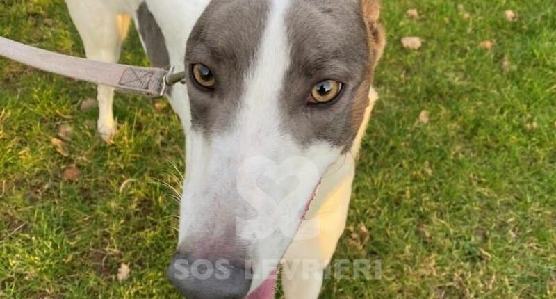Perri Greyhound