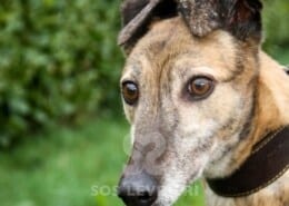 Shirani Greyhound