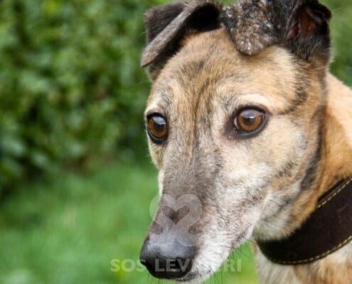 Shirani Greyhound