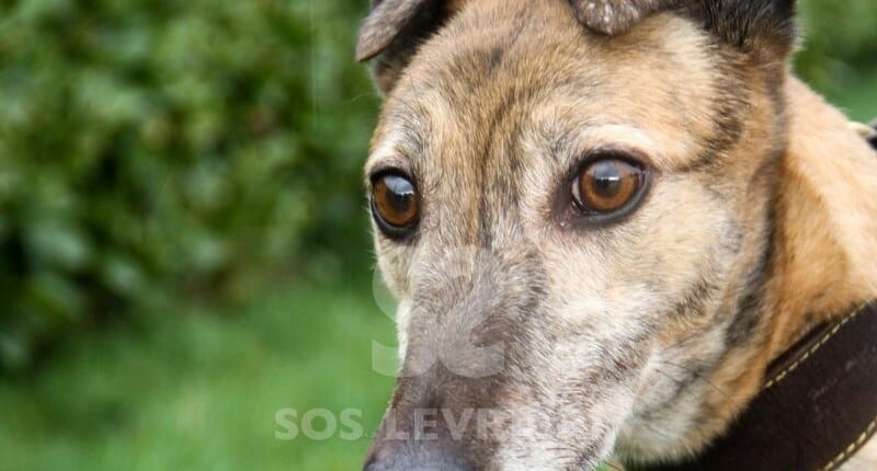 Shirani Greyhound