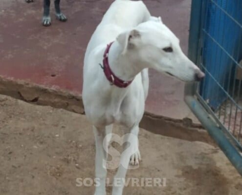 Yoko Galgo