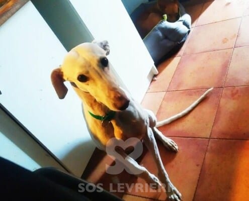 Yoko Galgo