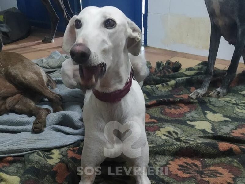 Yoko Galgo