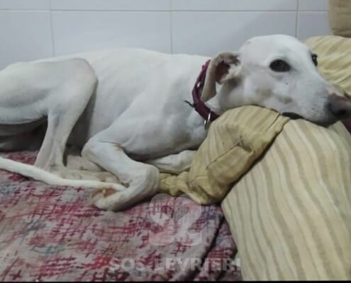 Yoko Galgo