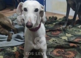 Yoko Galgo