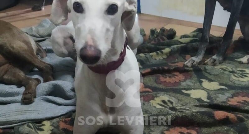 Yoko Galgo