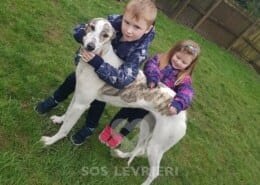 Belle Greyhound