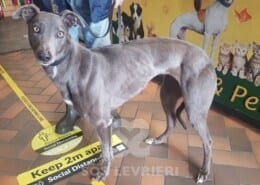 Bluey 4 Greyhound