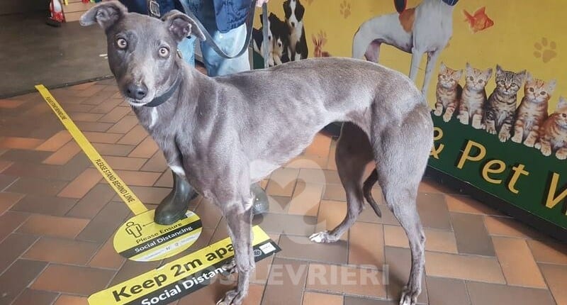 Bluey 4 Greyhound