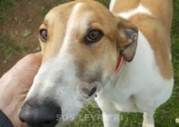 Clash Greyhound