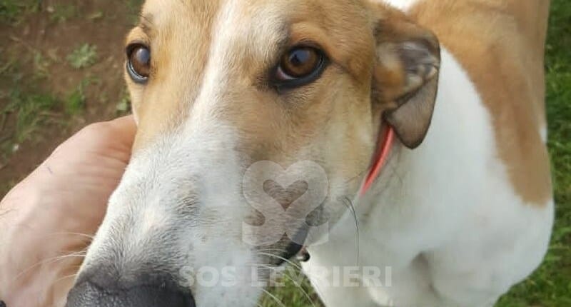Clash Greyhound