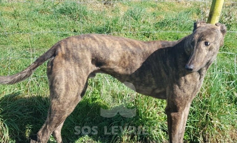 Clyde Greyhound Levriero SOS Levrieri Adozione Cane